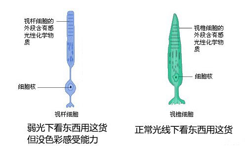 隐性职业病 蓝光伤害 