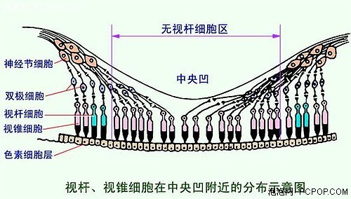 隐性职业病 蓝光伤害 