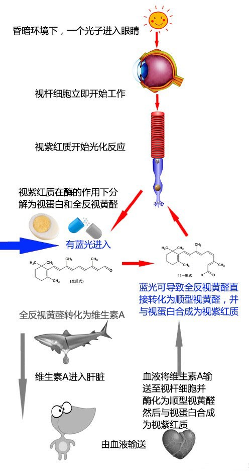 隐性职业病 蓝光伤害 