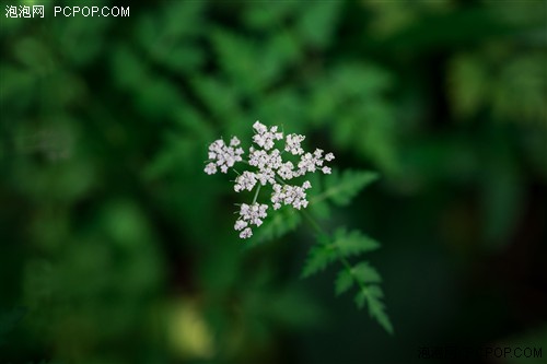 试用富图宝CT5A三脚架拍摄百花山风光 