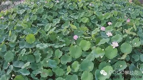 航拍仁和湿地公园 不一样的美！ 