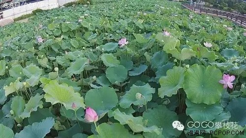 航拍仁和湿地公园 不一样的美！ 