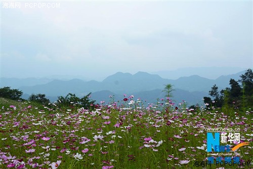 新华网无人机航拍重庆格桑花海 如梦游高原仙境 