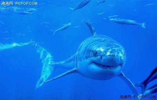 鲨鱼夹的使用视频 003730083.jpg