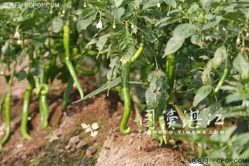 广东遂溪农田上空现无人机喷农药“神器” 