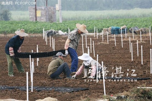 广东遂溪农田上空现无人机喷农药“神器” 