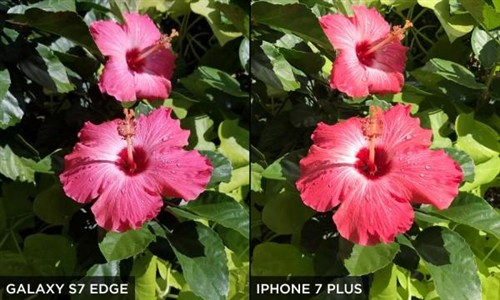 Galaxy S7 Edge和iPhone 7 Plus拍摄对比 