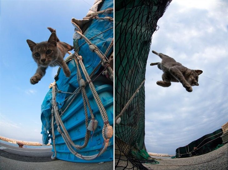 视角奇特 日本福冈海港里的拍猫高手 