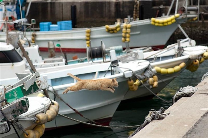 视角奇特 日本福冈海港里的拍猫高手 