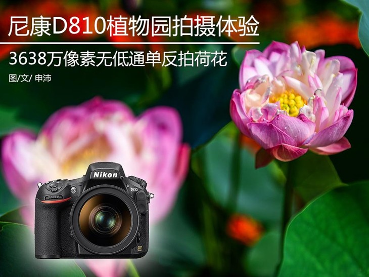 高像素无低通 尼康D810植物园拍荷花 