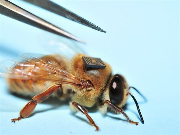 把英特尔爱迪生芯片装到小蜜蜂身上！ 