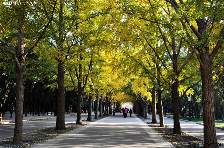 金秋九月 北京秋季合适拍照的景点推荐 