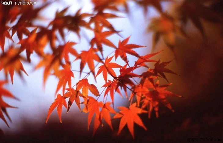 金秋十月 拍摄秋天美景的地点与技巧推荐 
