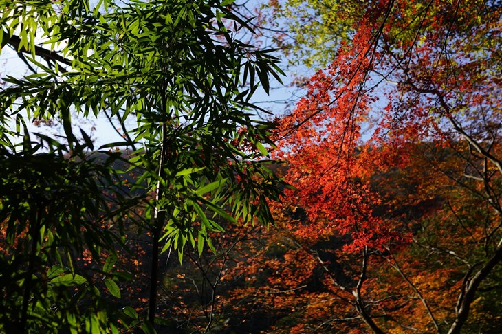 索尼黑卡RX1RII日本行摄:大阪/京都布厂 