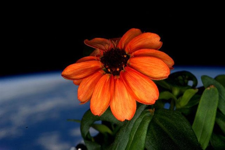 NASA太空人分享另类照片：首朵太空花 