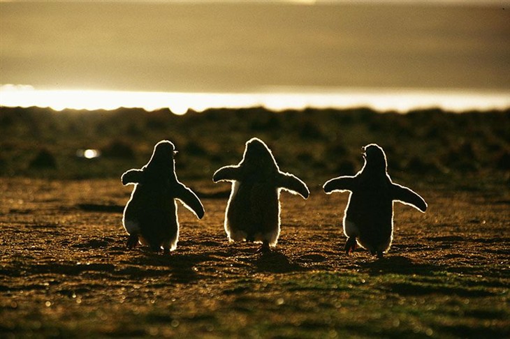 20张美丽的照片来庆祝企鹅宣传日 