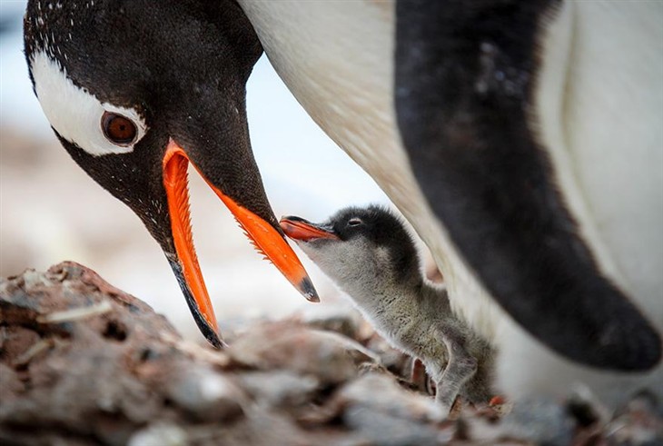 20张美丽的照片来庆祝企鹅宣传日 