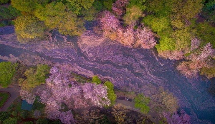 日本摄影师无人机拍摄樱花海：童话世界 