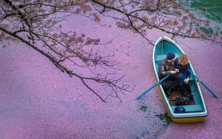 日本摄影师无人机拍摄樱花海：童话世界 