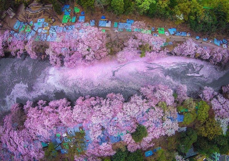 日本摄影师无人机拍摄樱花海：童话世界 