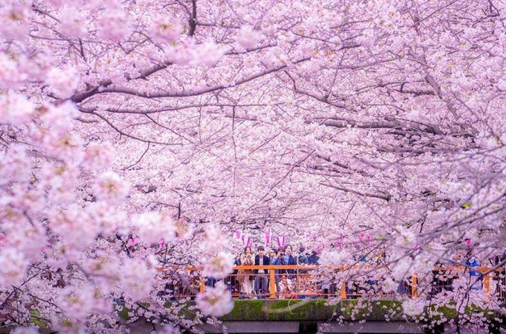 日本摄影师无人机拍摄樱花海：童话世界 