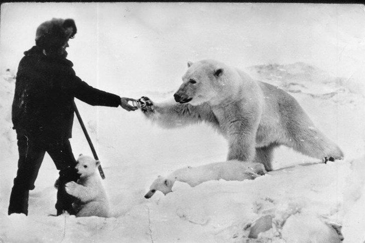 太暖！1950年苏联军人给挨饿北极熊喂食 