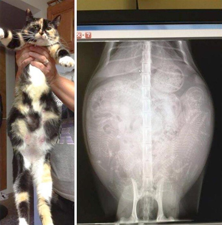 怀孕的猫,在怀孕后约45天,小猫的骨骼就会生长得能够用x光拍摄到.