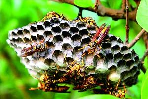 马蜂窝的药用功效价值 5cd97963-1103-43c8-930d-05212741a4a9.jpg