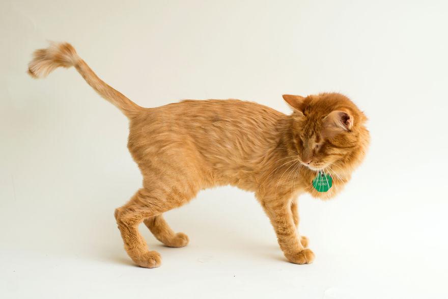 喵星人电影完整版 b5614cc6-221b-4008-8065-e96dd374b7c5.jpg