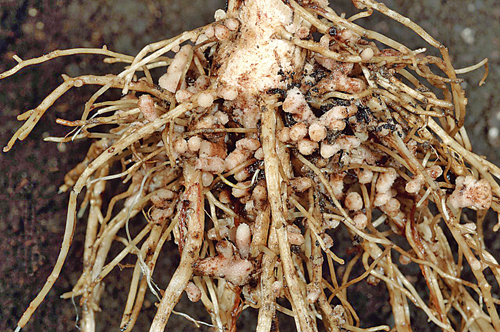 原来,土壤中有一类根瘤菌,它们体内存在着有生物活性的固氮酶