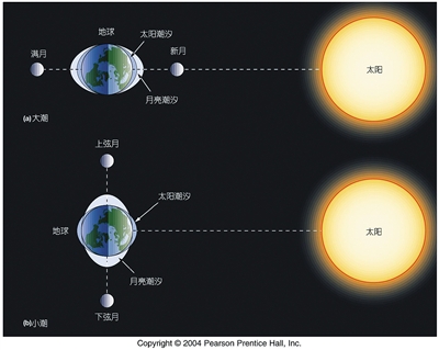 在太阳潮汐力和月亮潮汐力的共同作用下,地球上形成了潮涨潮落的现象