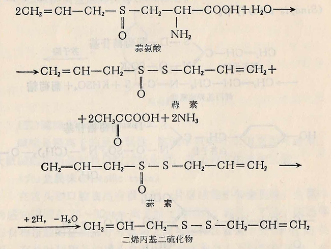 蒜氨酸转变为大蒜素的过程(网络图)