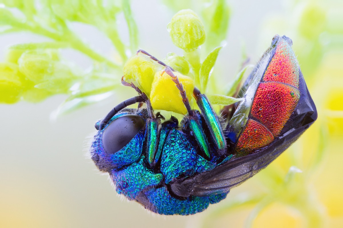 停在蓬子菜上的青蜂科黄蜂(cuckoo wasp.