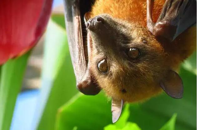 一只果蝠.蝙蝠往往比同等体型的动物长寿.