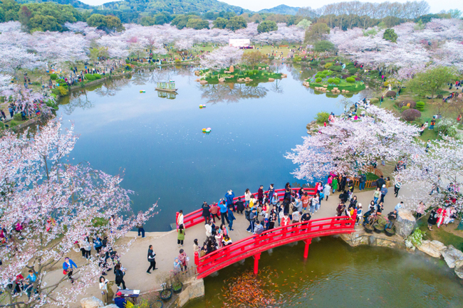 武汉东湖磨山樱园