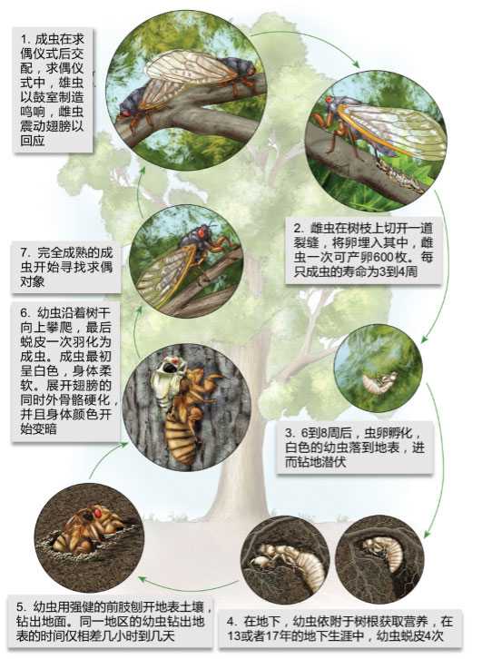 新闻频道 动态 正文 不过,在北美的很多地区,一些特定种群蝉的生长