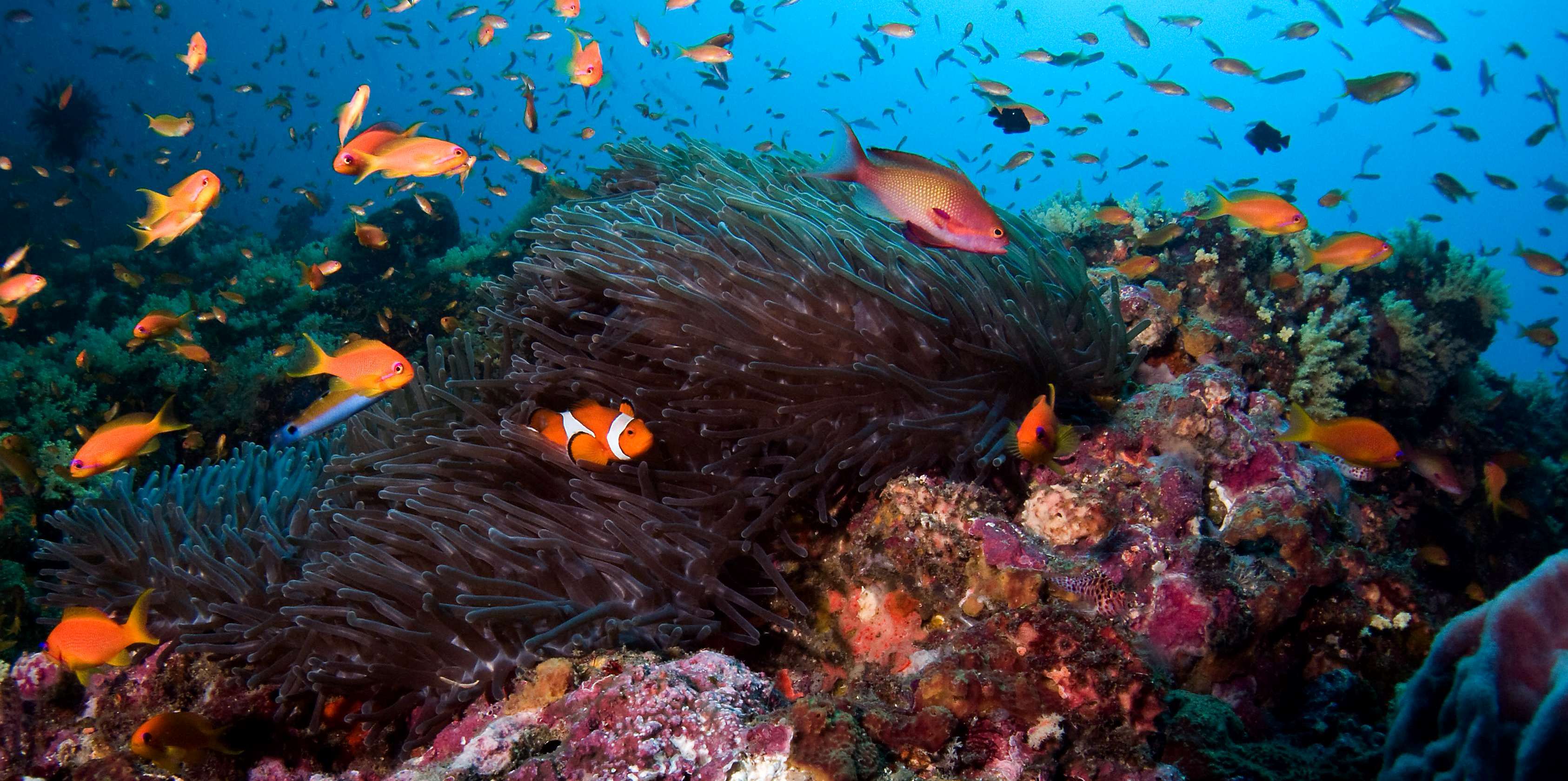 高清晰海底珊瑚礁鱼群壁纸