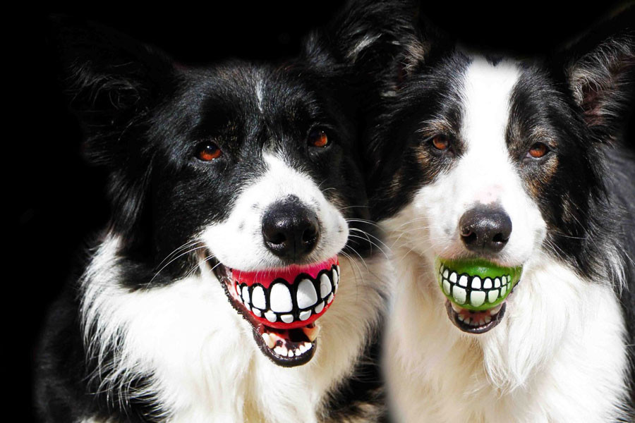 黄鼠狼觅食 打一成语 猜一字_黄鼠狼(3)