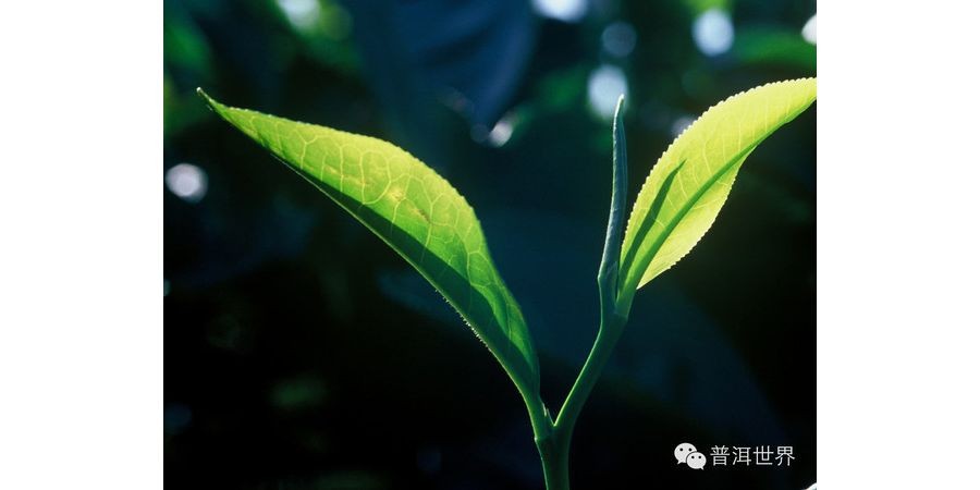 秋冬生物体内均处于敛藏状态,春茶在休养生息的同时,储存了丰富的