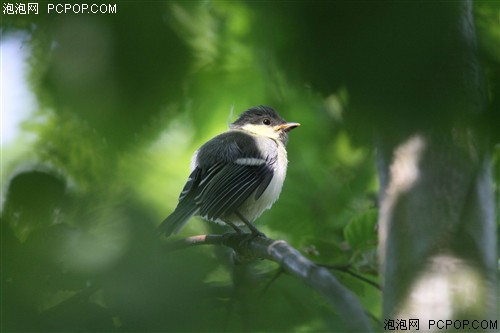 佳能EF 500mm f/4L IS USM镜头 