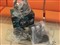 �޼�G25 ˫������������Բ�ƷͼƬ5
