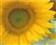 �廪�Ϲ�Uniscan A688��ƷͼƬ7