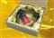 �Ӵ���DVI-D 24+1�� ˫ͨ��(���ռ�/1.8��/COϵ��)��ƷͼƬ5