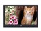 JVC GD-32X1��ƷͼƬ1
