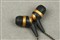 ��˹KDX300 GOLD���ͼƬ2
