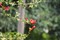 ����EF 100-400mm f/4.5-5.6L IS USM����ͼƬ6