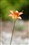 ����EF 135mm f/2L USM����ͼƬ5