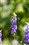 ����EF 135mm f/2L USM����ͼƬ6