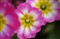 ͼ��AT-X M100 PRO D����ͼƬ7
