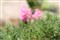 ����EF 85mm f/1.8 USM����ͼƬ8